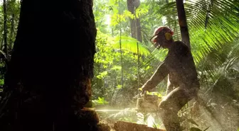 Amazonlar'da ormansızlaşma son 15 yılın en kötü seviyesinde