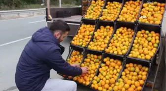 Derepazarı mandalinası tezgaha indi... Yurt dışından bile alıcı buluyor