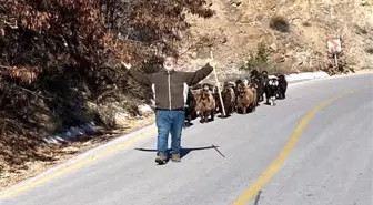 Son dakika haber: Jandarma kaybolan keçileri dronla buldu