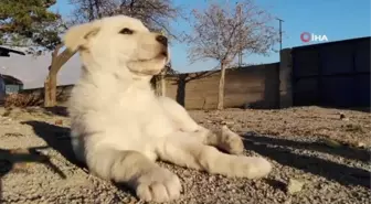 Ölmek üzereyken bulunan yavru köpekler, Özdemir ailesinin neşe kaynağı oldu