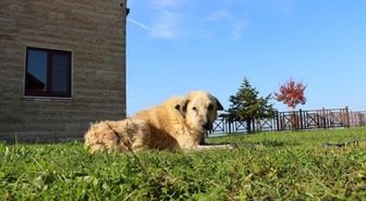 Zerdali'nin Patilik'te inanılmaz değişimi