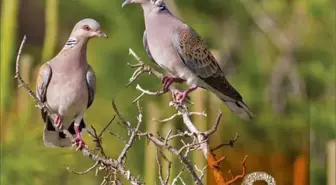 31 kuş ve 5 memeliye av izni veren kararın iptali için Danıştay'a başvuru