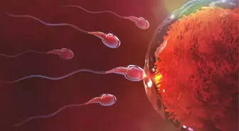 Uzmanlardan erkeklere uyarı: Kafein, sperm hücrelerinin hareketlerini bozuyor