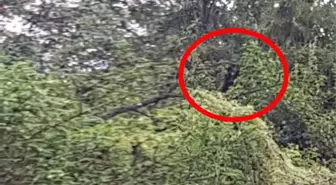 Köylüler yarı insan yarı köpek yüzünden ormana giremiyor! İşte bugüne kadarki en net fotoğrafı