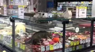 CarrefourSA'da şok eden görüntü: Reyona giren kedi kavurmayı yedi