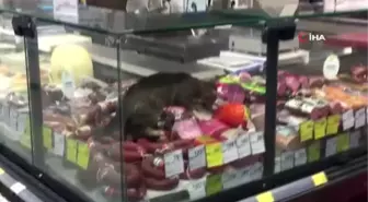 CarrefourSA'da şok eden görüntü: Reyona giren kedi kavurmayı yedi