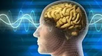 İnsan beyni küçülüyor! Sebebi obezitedeki artış!