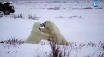 Kutup Ayıları Kar Yağışının Tadını Çıkardı