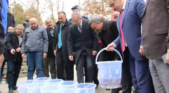 Endemik yağ balığı, yuvası Seydişehir'e döndü