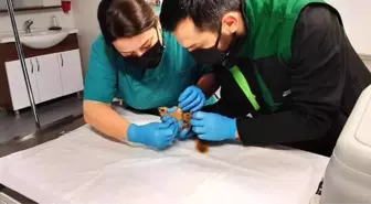 Sincap Alvin yeni yuvasında