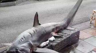 Pazarda dev köpek balığına yoğun ilgi