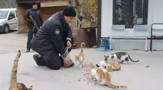 Uygulama noktasına sığınan kediler polislerin mesai arkadaşı oldu