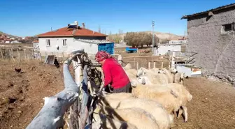 Büyükkılıç'ın projesi ile koyun sayısı arttı, meralar şenlendi