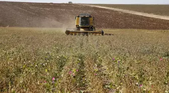 Diyarbakır'da soya üretimi artacak