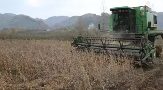 Son dakika haber! Ordu'da atıl arazi soya fasulyesi ekilerek tarıma kazandırıldı