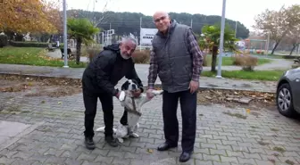 Balıkesir'de İstiklal Marşı okunurken eşlik eden köpek ilgi odağı oldu