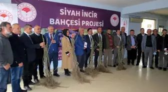 Mudanya'da siyah incir bahçesi projesi başladı