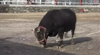 Nazilli'de boğalar eğitime destek için güreşti