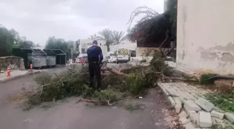 Bodrum'da yaşanan şiddetli lodos, ilçe genelindeki ağaçları etkiledi