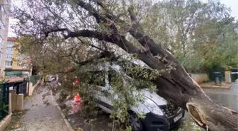 Kadıköy'de servis aracının üzerine ağaç devrildi