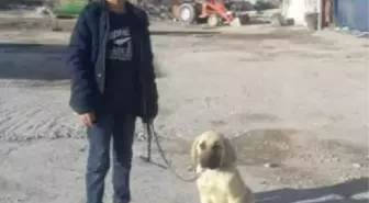 Köpeklerin saldırısında yaralanan Enes, hayati tehlikeyi atlattı