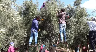 Mut'ta zeytin rekoltesi 160 bin ton