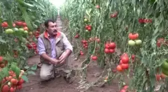 YAĞMUR SONRASI TAŞKIN EKİLİ ALANLARA ZARAR VERDİ