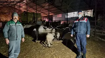 Antalya'da kaybolan 18 küçükbaş hayvan jandarma ekiplerince bulundu