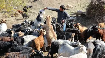 Nesli tükenme tehlikesi altındaki tiftik keçisi destekle korunuyor