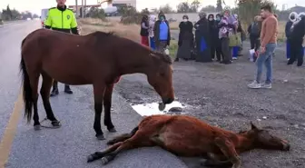 Anne atın telef olan yavrusunun başından bir an olsun ayrılmaması duygulandırdı