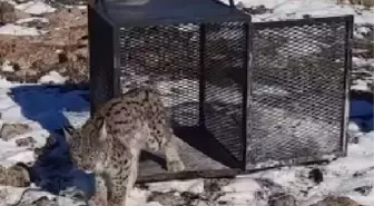 KÜMESE GİREN VAŞAK, YAKALANIP DOĞAYA BIRAKILDI