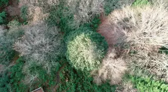 Türkiye'nin anıt ağaçları zamana meydan okuyor