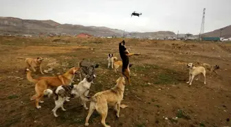 Son dakika! Köpeklerin drone ile imtihanı kamerada