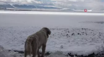 Ardahan'da beyaz güzellik