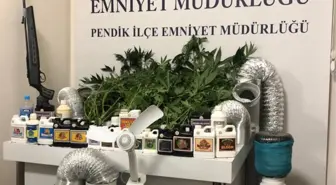 Pendik'te evde oluşturdukları serada Hint keneviri yetiştirerek satan 3 kişi yakalandı