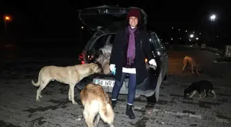 Sokak köpekleri onu kornasından tanıyor