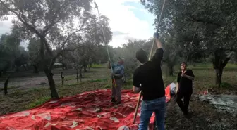 Aydın genelindeki yağışlar zeytin üreticisini sevindirdi