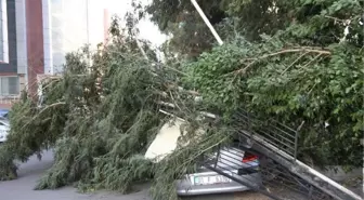 İSKENDERUN'DA KUVVETLİ RÜZGAR; AĞAÇLAR DEVRİLDİ