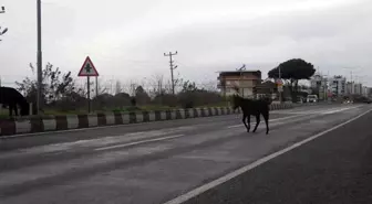 Aydın'da başıboş yük hayvanları sürücülerin korkulu rüyası haline geldi