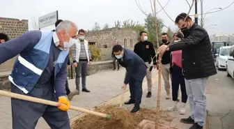 Cizre Kaymakamı Tunç, ağaçlandırma çalışmalarına katıldı