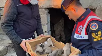 Jandarma, 8 yavru ve anne köpeği donmak üzereyken kurtardı
