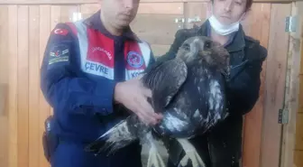 Son dakika haberi | Tokat'ta jandarmanın bulduğu yaralı kartal tedavi altına alındı