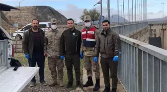 Şanlıurfa'da nesli tükenme tehlikesi altındaki çizgili sırtlan yolda ölü bulundu