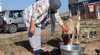 Sokak hayvanlarının bakımları için günlük 40 kilometre yol gidiyor