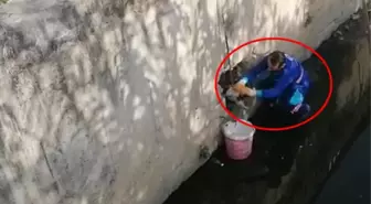 Belediye çalışanından kedi kurtarma operasyonu! İnsanlık dersi verdi