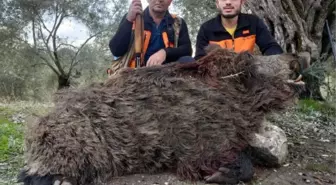 250 kiloluk domuz vurup, sosyal medyada paylaştılar