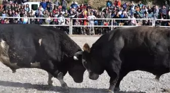 Boğalar, Defne'nin tedavisi için güreşti