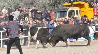 DATÇA'DA BOĞALAR, DEFNE İÇİN GÜREŞTİ