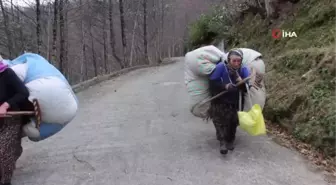 Karadeniz kadınının kuru yaprak mesaisi... Onlarca kiloluk ağırlıkları sırtlarında taşıyorlar