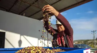 Mersin'de zeytin üreticilerine ekipman desteği